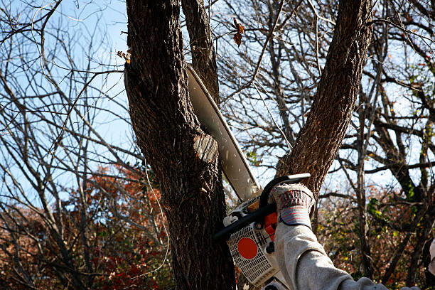 Trusted Muttontown, NY Tree Services Experts